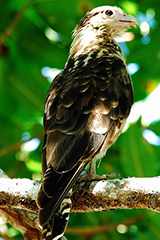 Yellow-headed Caracara